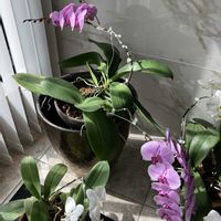 胡蝶蘭,部屋の中,リビング窓辺,窓辺,リビング・ダイニングの画像