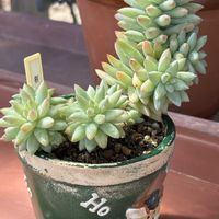 樹氷,花芽,山形,樹氷❄️,雪のモンスターの画像