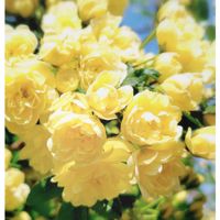 モッコウバラ,春の思い出,半分そら,Love and Courage,Light alongの画像