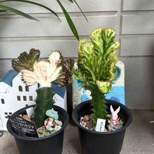 ギボウシ,ギボウシ,クリスマスローズ,クリスマスローズ,ハイビスカスの画像