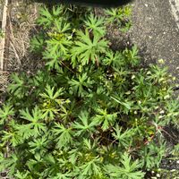 トリカブト,ニリンソウ,アメリカフウロソウ,山野草,毒の有る植物の画像