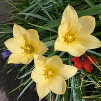 シラー,チューリップ,シラー・カンパニュラータ,花壇,玄関アプローチの画像