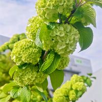 アケビ,オオデマリ,モッコウバラ,大手毬（おおでまり）,大人の着せ替え人形の画像