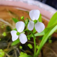 オモダカ,綺麗〜❤️,可愛い❤,庭の画像