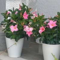 マンデビラの画像