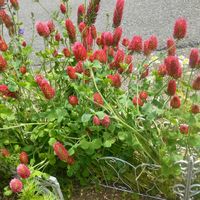 ストロベリーキャンドルの画像