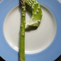 アスパラガス,小さな畑の画像