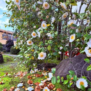 ナツツバキの画像