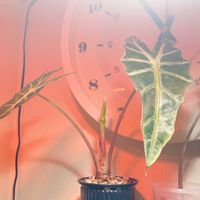 アロカシア・アマゾニカ,アロカシア,アマゾニカ 花,観葉植物,お花の画像