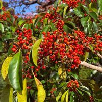 クロガネモチの画像