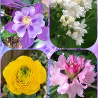 オダマキ,シャクナゲ,ライラック,ラナンキュラスラックス,今咲いているお花の画像