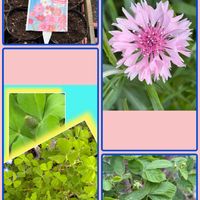 ストロベリーキャンドル,ストロベリーキャンドル,ブラックベリー,ブラックベリー,レタスの画像