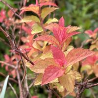 シモツケ ,私の庭,短歌,平和に感謝の画像