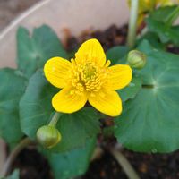 リュウキンカ,山野草,ビタミンカラー,心に笑顔の花を,庭の画像