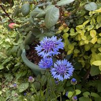 ヤグルマギク,矢車菊の画像