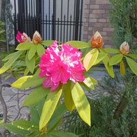 シャクナゲ,石楠花,西洋シャクナゲ,アメリカシャクナゲ,マレーシアシャクナゲの画像