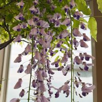 フジ,フジ,九尺ふじ,ふじ,藤　九尺藤の画像