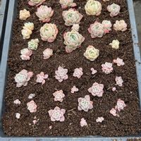 マルセル,ピンクスポット,葉挿し,エケベリア属の画像