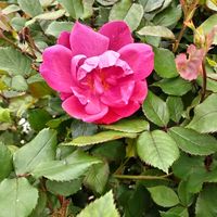 アンジェラ,薔薇ノックアウト,GSアダルトチーム,おうち園芸,チーム岐阜の画像