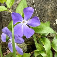ツルニチニチソウ,ニチニチソウ,通勤路,元気もらえる,4月の花の画像