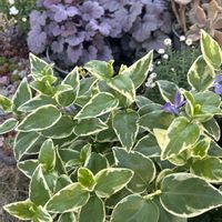 ツルニチニチソウ,ノースポール,ラナンキュラス,紅稚児,黄金丸葉万年草の画像