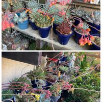 多肉植物,エケベリア属,花芽,花のある暮らし,植物のある暮らしの画像