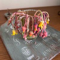 多肉植物,花芽,多肉の花,多肉植物のある暮らし,か〜わい〜の画像