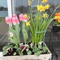 スイセン,スイセン,チューリップ,チューリップ,ヒヤシンスの画像