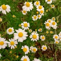 ハーブ,庭の画像