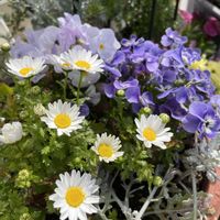 ノリウツギ,ありがとう♡,優しい気持ち,happy♡,❤️癒されての画像