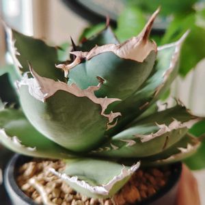 アガベ,アガベ チタノタ,アガベ　チタノタ　シャークソード,多肉植物,観葉植物の画像