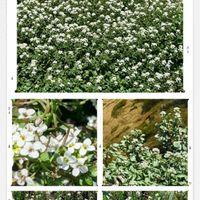 クレソン,クレソンの花,ウオーキング,コラージュ仲間達,清瀬金山緑地公園の画像