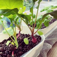 バジル,ラディッシュ,はつか大根,水耕栽培,部屋の全景の画像