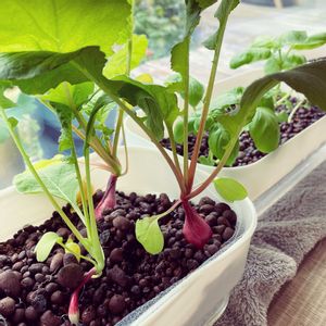 バジル,ラディッシュ,はつか大根,水耕栽培,部屋の全景の画像