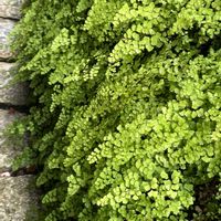 アジアンタム,山椒,サンショウ,山椒の花,葉っぱ好きの画像