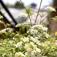 オルレア グランディフローラ,オルレア グランディフローラ,寄せ植え,鉢植え,花のある暮らしの画像