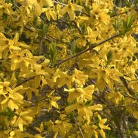 レンギョウ,いちご,寄せ植え,植中毒,赤花の画像