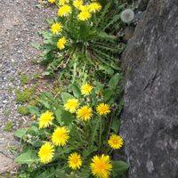 ナガミヒナゲシ,ヒメツルソバ,ヒメツルソバ,タンポポ,タンポポの画像