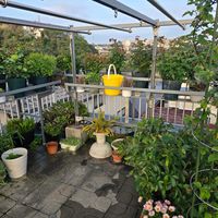 羽虫捕獲,羽虫捕獲,羽虫捕獲,黄色いバケツトラップ,黄色いバケツトラップの画像