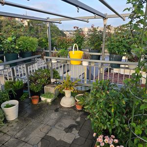 羽虫捕獲,羽虫捕獲,羽虫捕獲,黄色いバケツトラップ,黄色いバケツトラップの画像