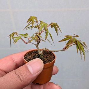 長良川モミジ,盆栽,ミニ盆栽,盆栽苗木,まめ盆栽の画像