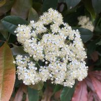 ピラカンサの画像