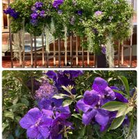 アジサイ,スパニッシュモス,エリンジウム,ヒスイラン,アセビ（馬酔木）の画像