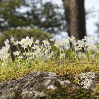 ミツマタ,日光二荒山神社,輪王寺の画像