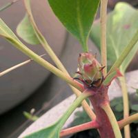 プロテア,プロテア リトルプリンスの画像