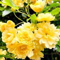 バラ,初恋,木香薔薇,ビタミンカラー,今日も元気での画像