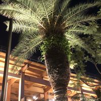 ヤシの木,関西・大阪万博2025,2025年10月13日閉幕日,2026年開幕一年後✨の画像