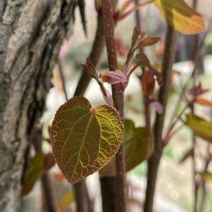 カツラ,お出かけ先にての画像