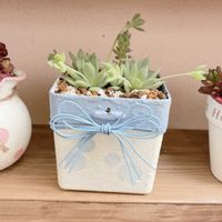 多肉,多肉,マクドガリー,寄せ植え,鉢植えの画像