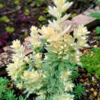 ロータスブリムストーンの画像